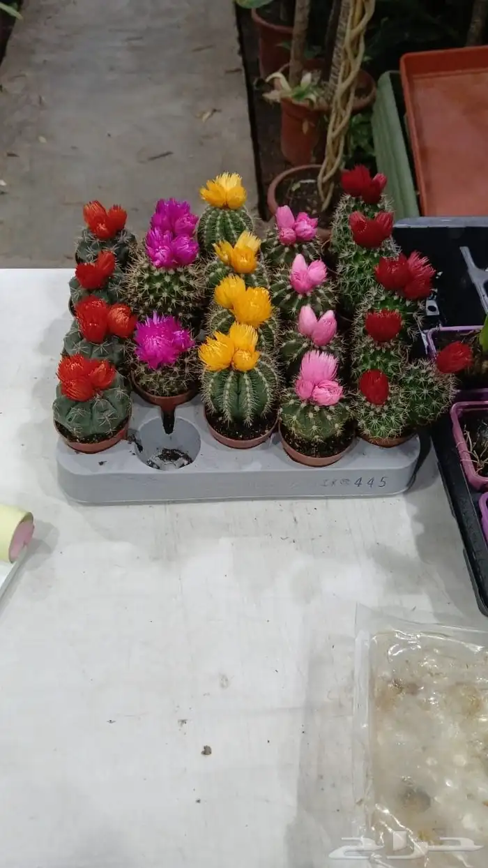 تنسيق حدائق عشب 6