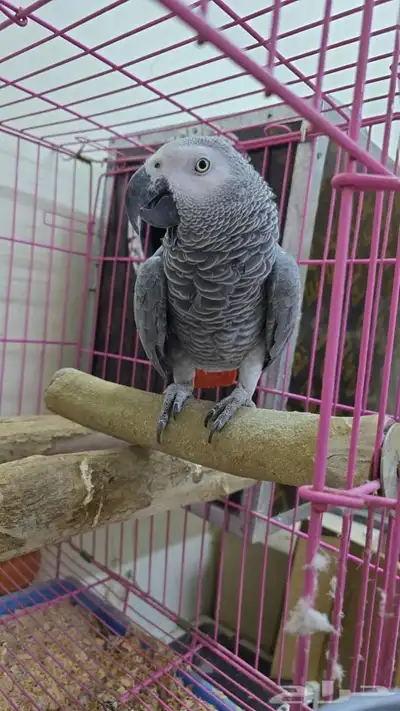 جوز كاسكو منتج 2