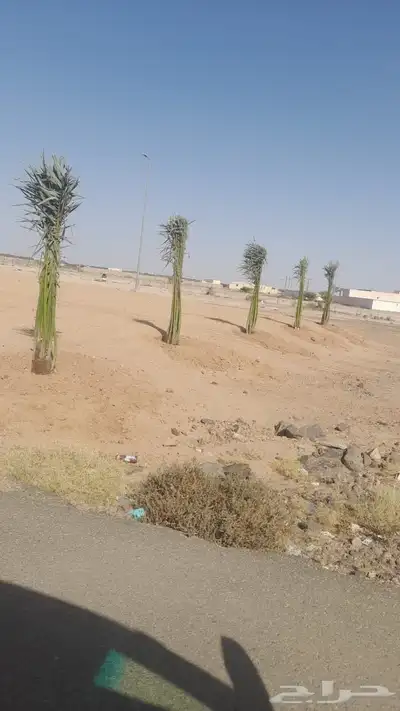 نخل للبيع طالع بتجاه الطايف تربه من القصيم 0