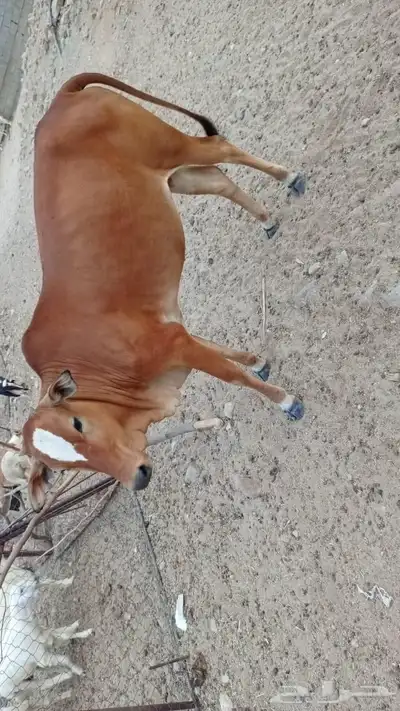 خبشه جذعه دافع 3 شهور 0