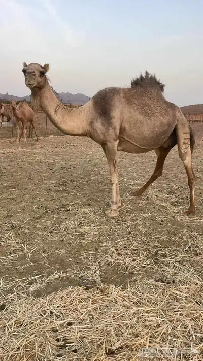 لقحات 5 طيبات مراح الحد من 5500تم البيع 9