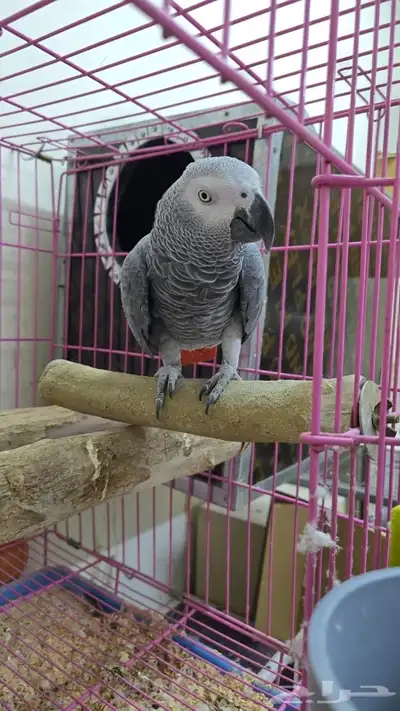 جوز كاسكو منتج 3