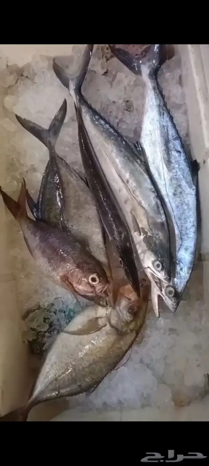 اسماك طازجة 8