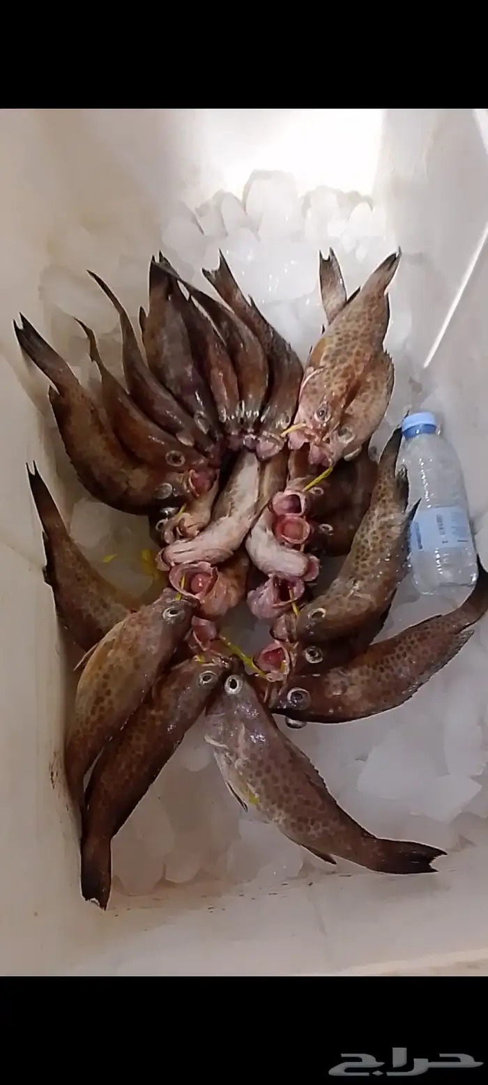 اسماك طازجة 7