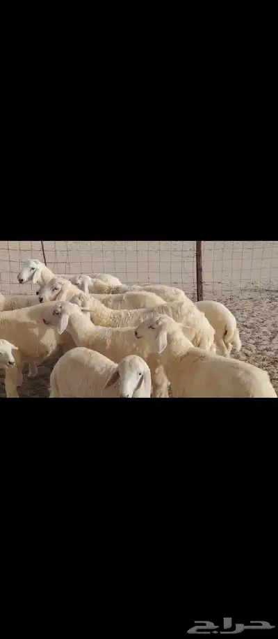 خلفات العدد 17تحتها16 2