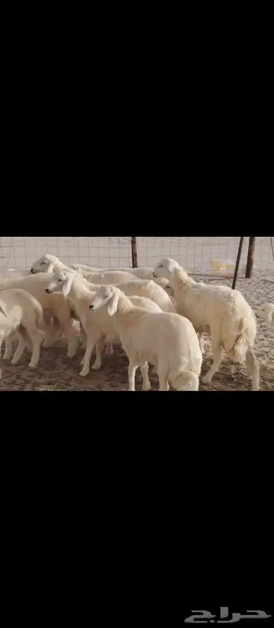 خلفات العدد 17تحتها16 1
