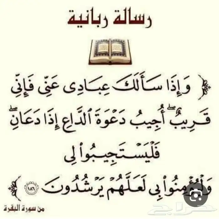 القنفذه 8