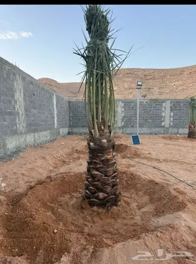 نخل للبيع جميع النواع انخل العربي سكري إخلاص برحي صقعي مجدوا 0