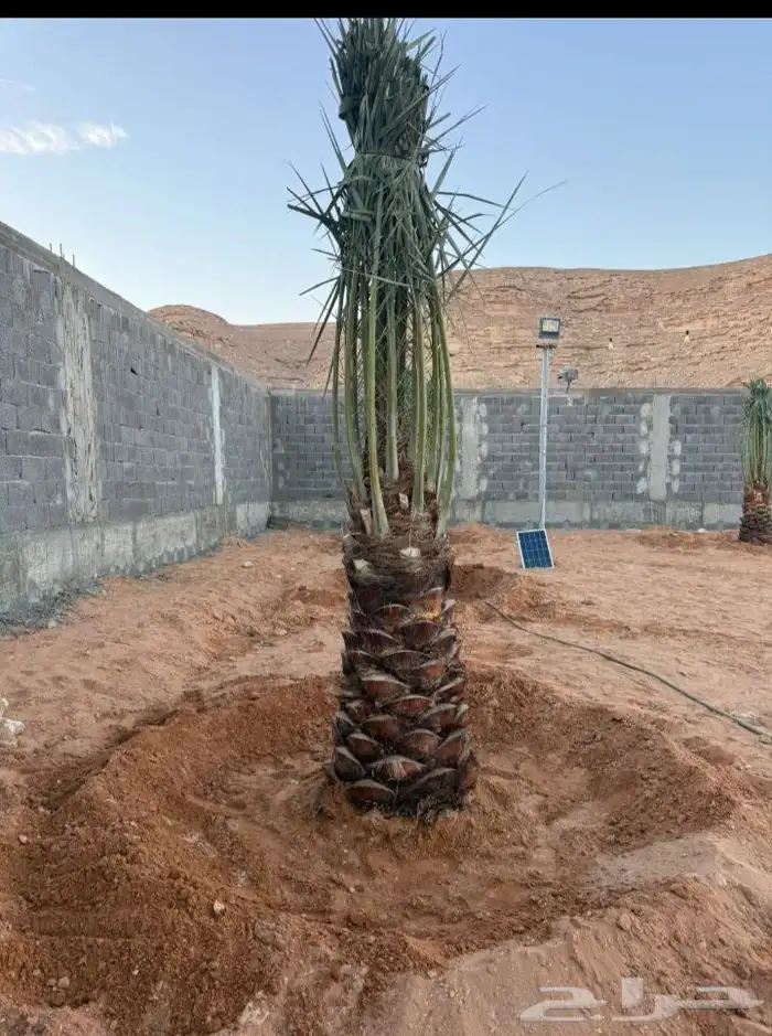 نخل للبيع جميع النواع انخل العربي سكري إخلاص برحي صقعي مجدوا 0