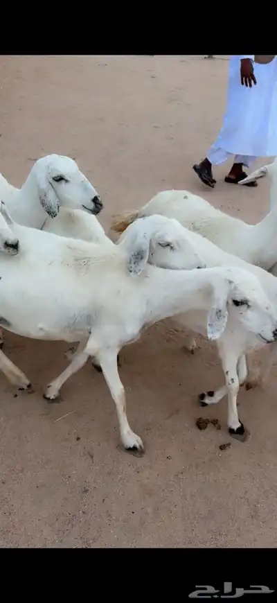 للبيع غنم مقاني 3