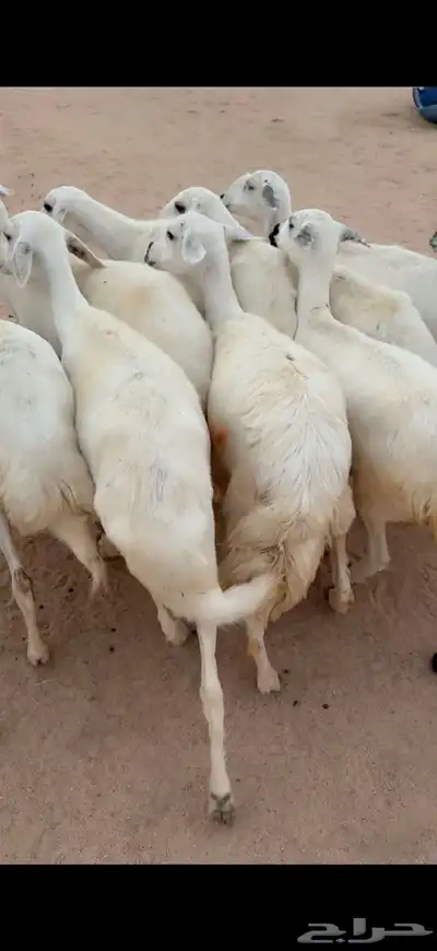 للبيع غنم مقاني 1