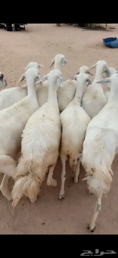 للبيع غنم مقاني 2