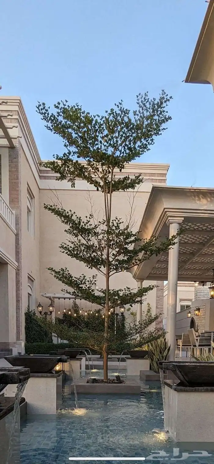 اشجار ترمناليا 9