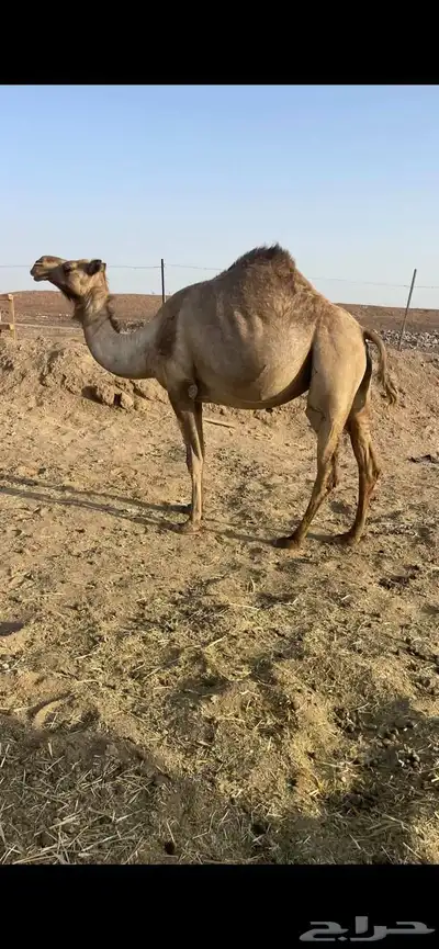 لقحات 5 طيبات مراح الحد من 5500تم البيع 4