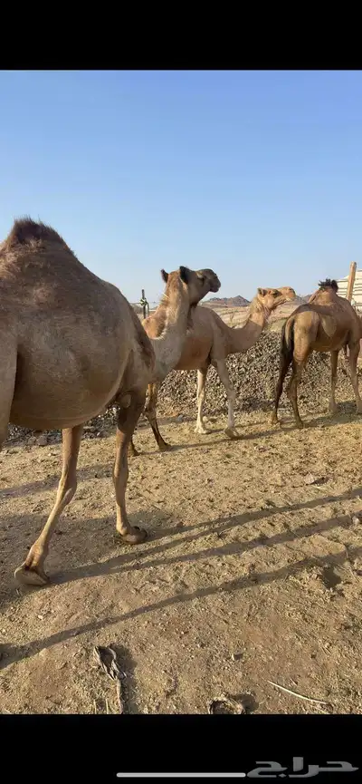 لقحات 5 طيبات مراح الحد من 5500تم البيع 8