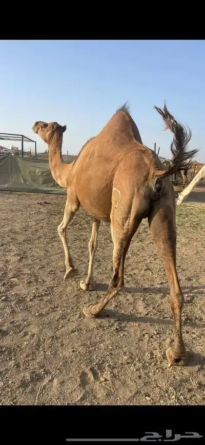 لقحات 5 طيبات مراح الحد من 5500تم البيع 1