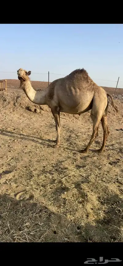 لقحات 5 طيبات مراح الحد من 5500تم البيع 0