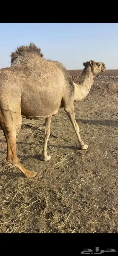 لقحات 5 طيبات مراح الحد من 5500تم البيع 7