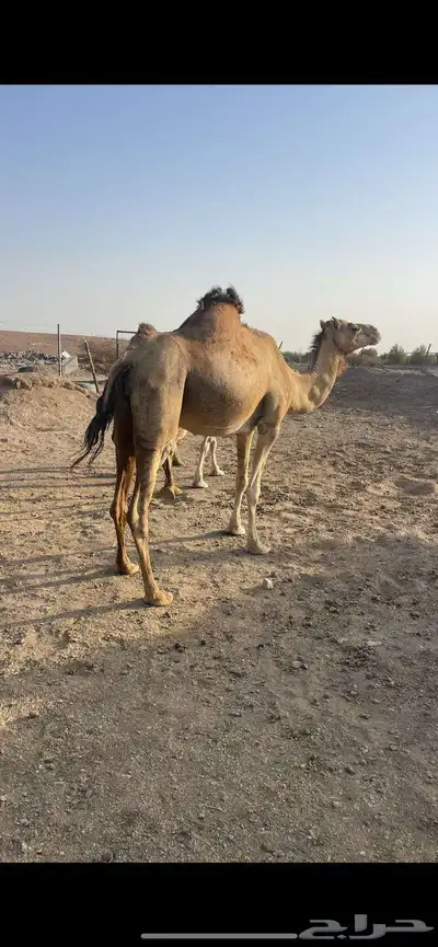 لقحات 5 طيبات مراح الحد من 5500تم البيع 6