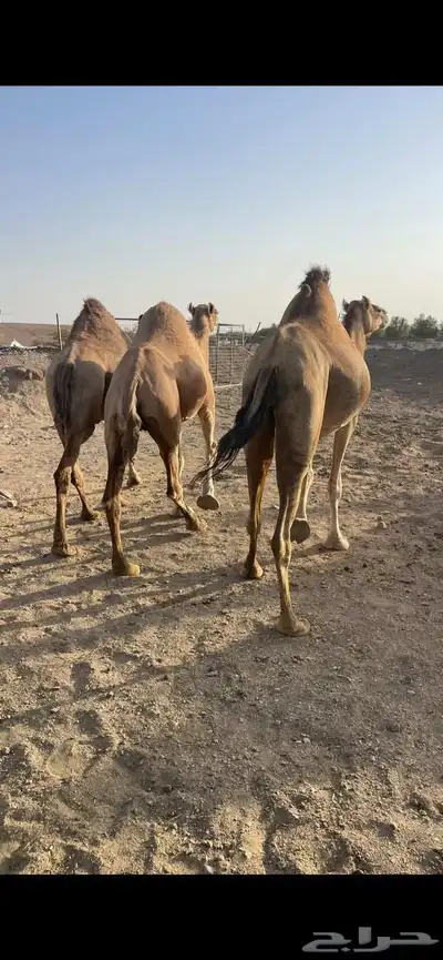 لقحات 5 طيبات مراح الحد من 5500تم البيع 3