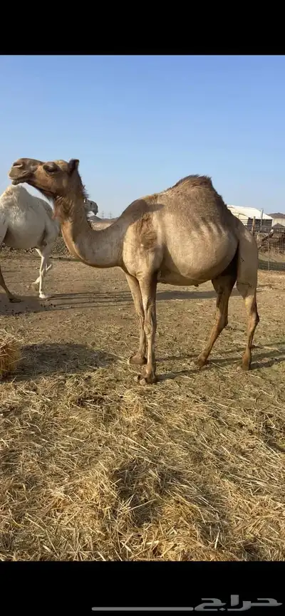 لقحات 5 طيبات مراح الحد من 5500تم البيع 5