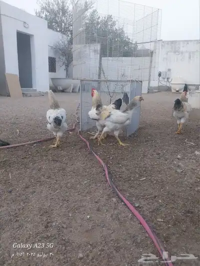ديوك براهما هجين للأكل 4