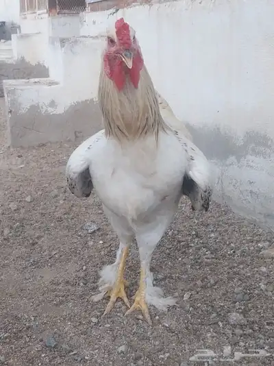 ديوك براهما هجين للأكل 0