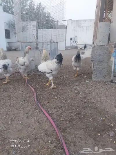 ديوك براهما هجين للأكل 3