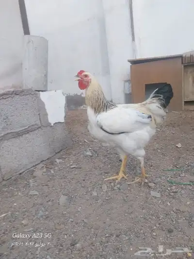ديوك براهما هجين للأكل 7