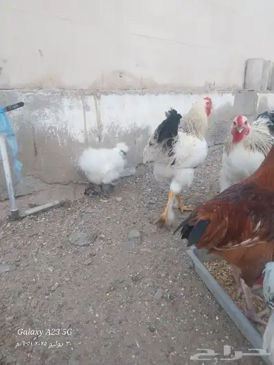 ديوك براهما هجين للأكل 8
