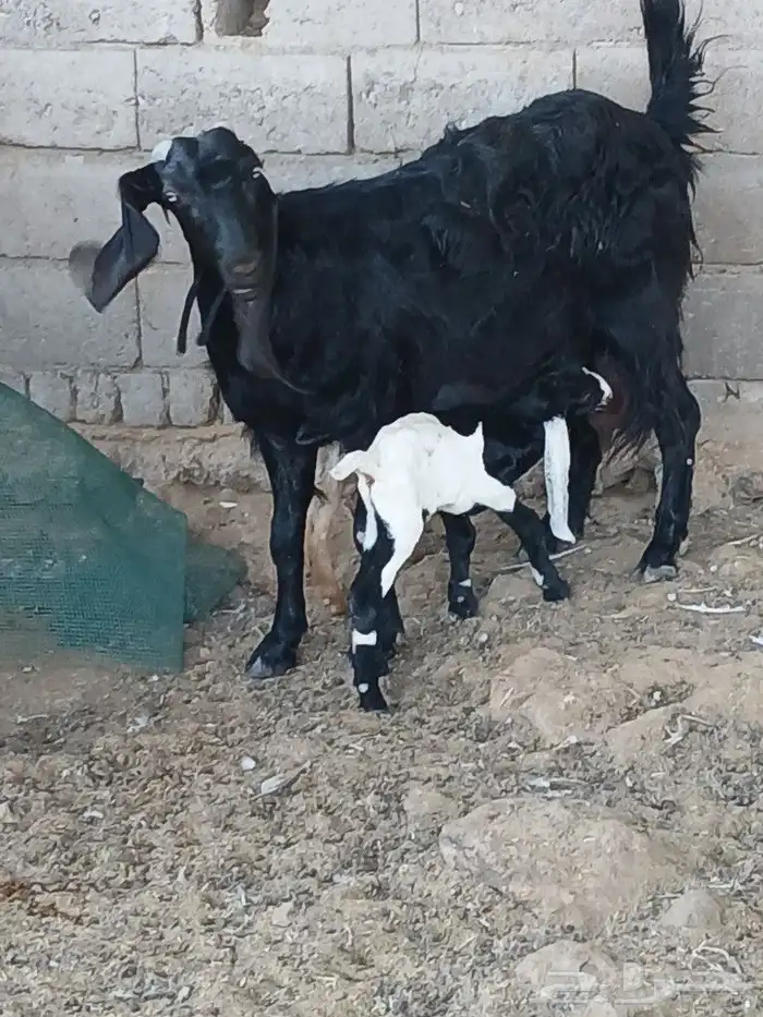 عنز مصريه والد جديد 2