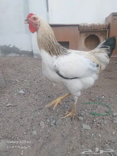 ديوك براهما هجين للأكل 5