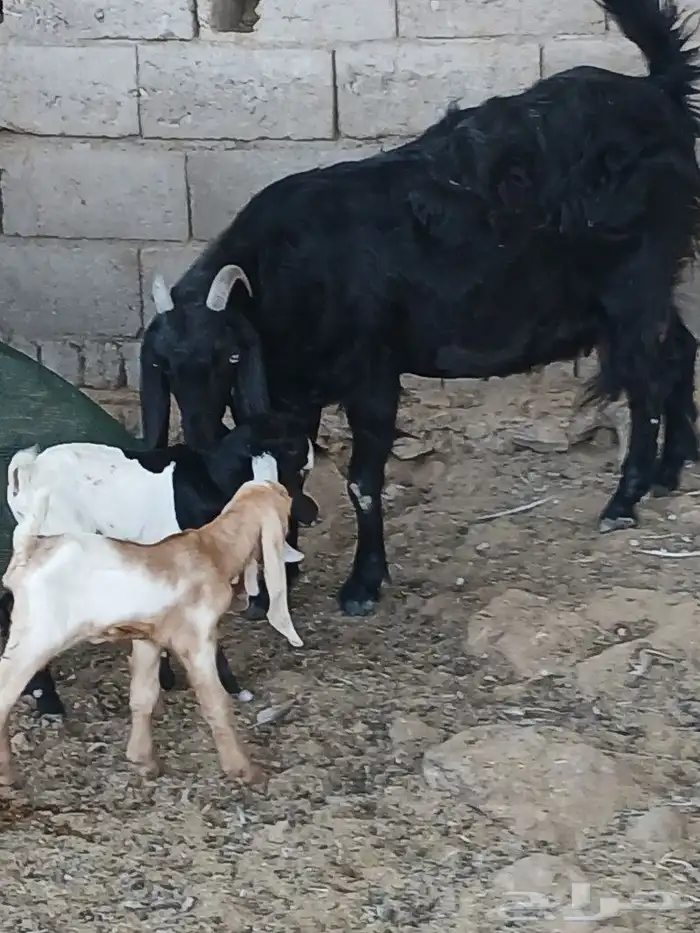عنز مصريه والد جديد 3