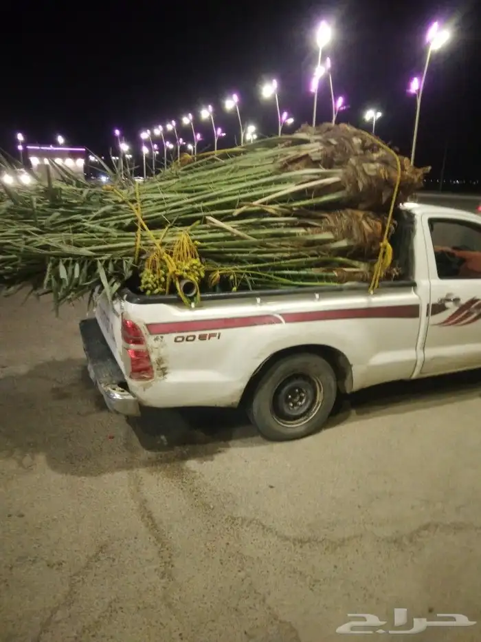 نخيل القصيم 0