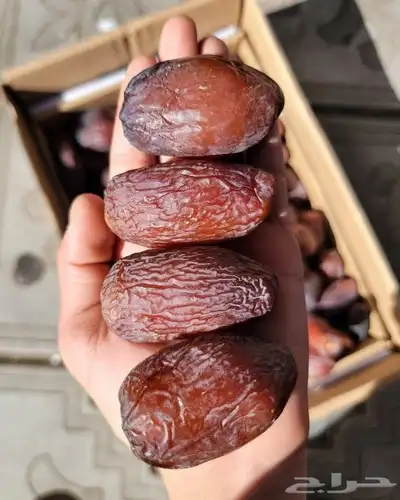 السلام عليكم يوجد لدينا نخل طيب سكري مشدول صقعي هلالي عنبره 2