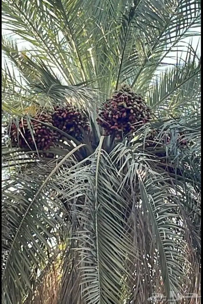 نشري ثمره نخيل خضري لغاط الزلفي المجمعه سدير 0