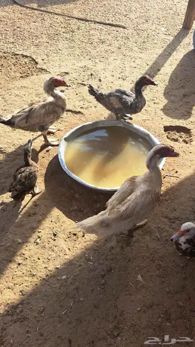 بط مسكوفي مصري منتج 3
