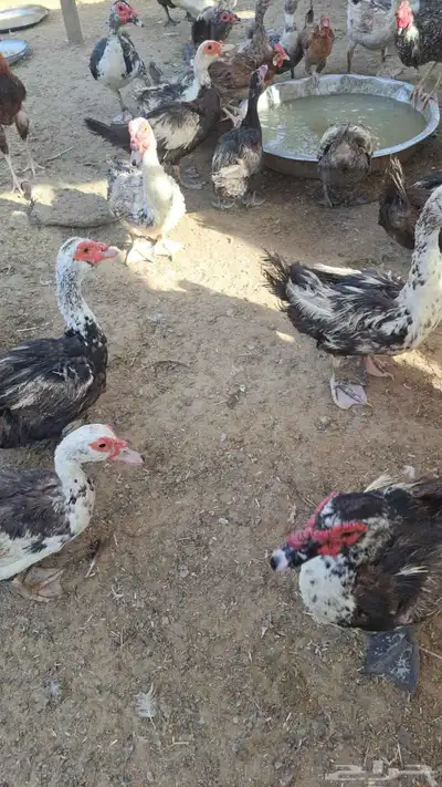 بط مسكوفي مصري منتج 2