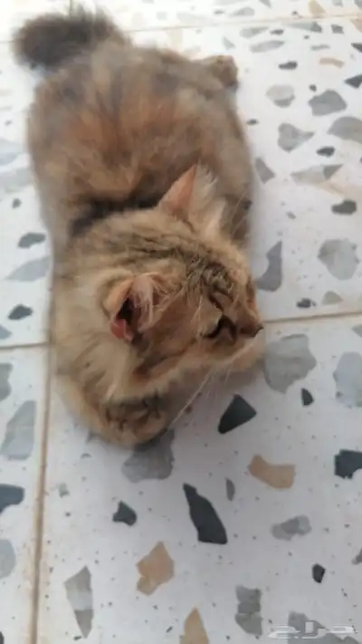 لقيتها مرميه وحامل احد يتبنها يكسب الاجر فيها مرا مسالمه 2