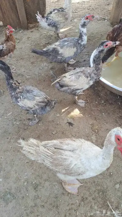 بط مسكوفي مصري منتج 1