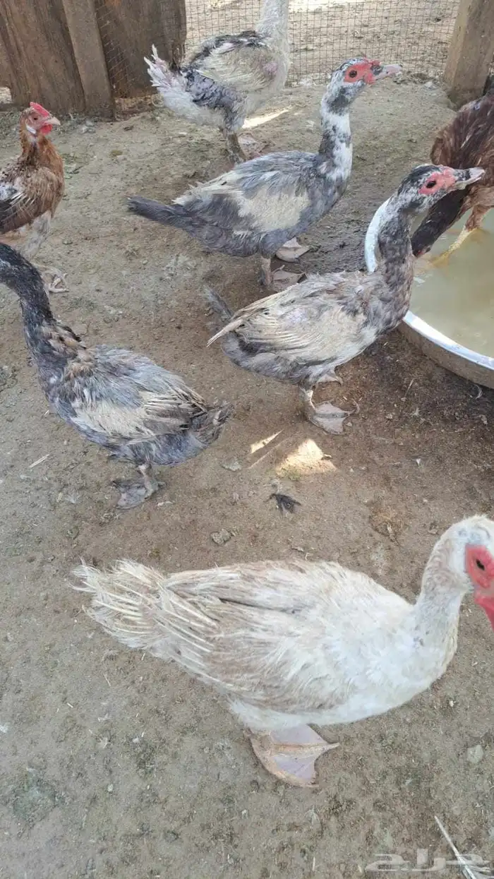 بط مسكوفي مصري منتج 1