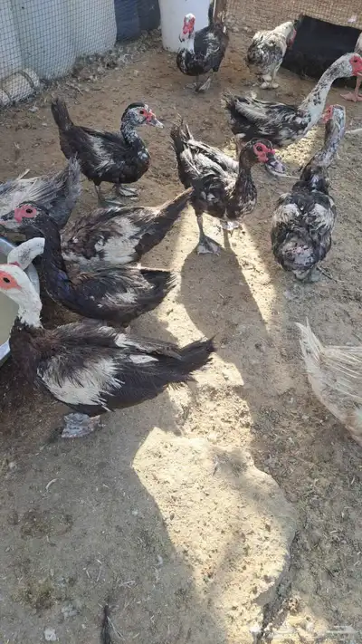 بط مسكوفي مصري منتج 0