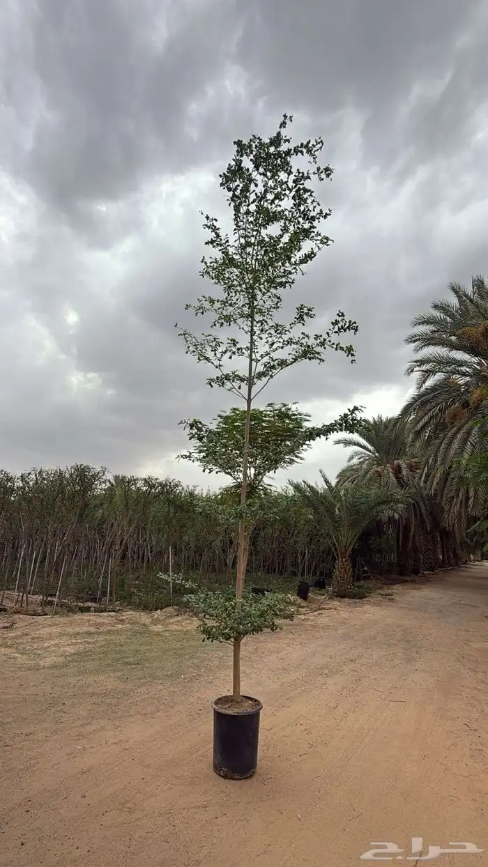 اشجار ترمناليا 8