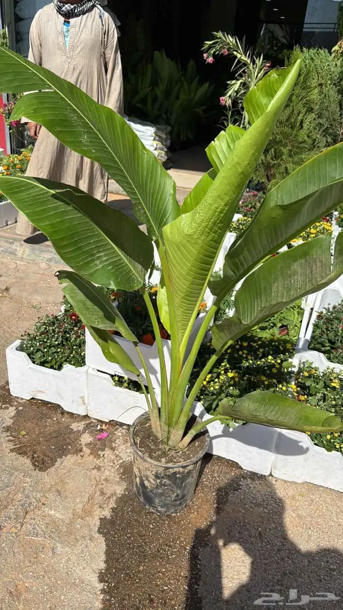 تنسيق حدائق عشب 7
