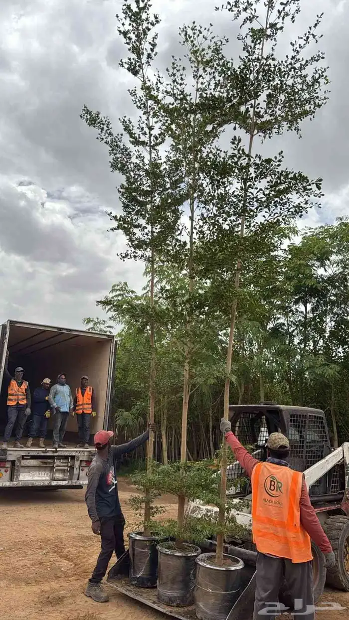 اشجار ترمناليا 4