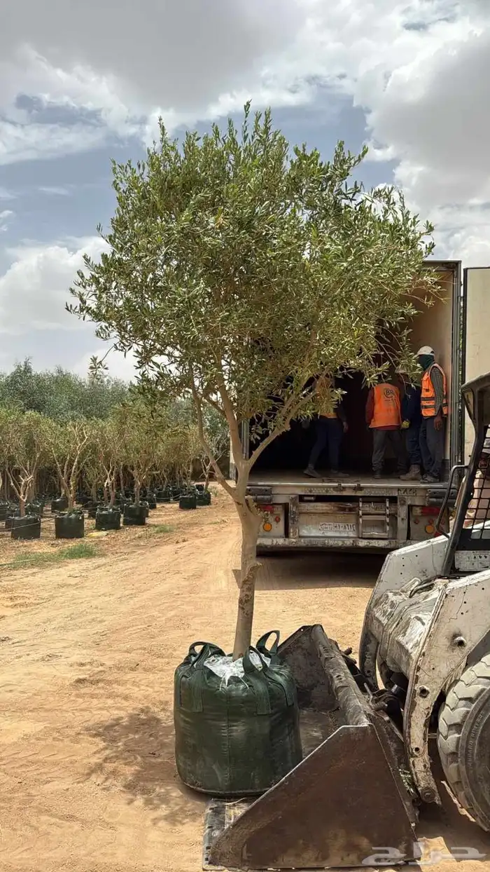 اشجار ترمناليا 7