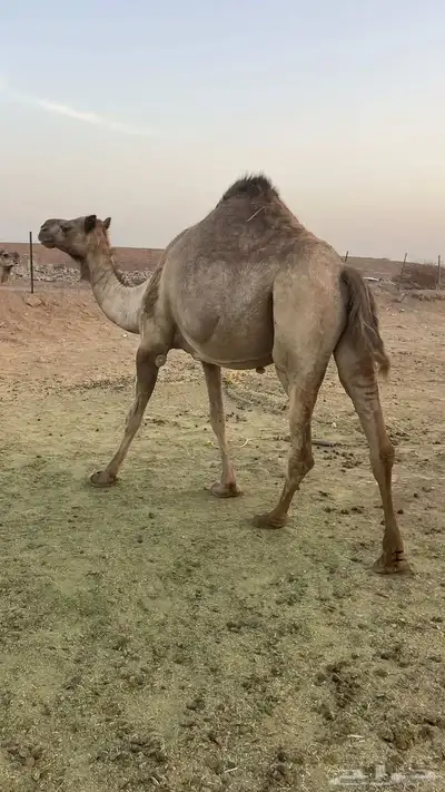 لقحات 5 طيبات مراح الحد من 5500تم البيع 2