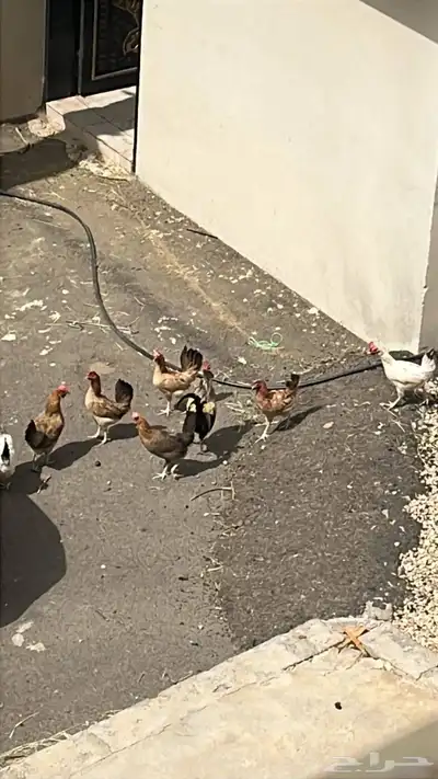دجاج للبيع سليم من الأمراض حجاب 0