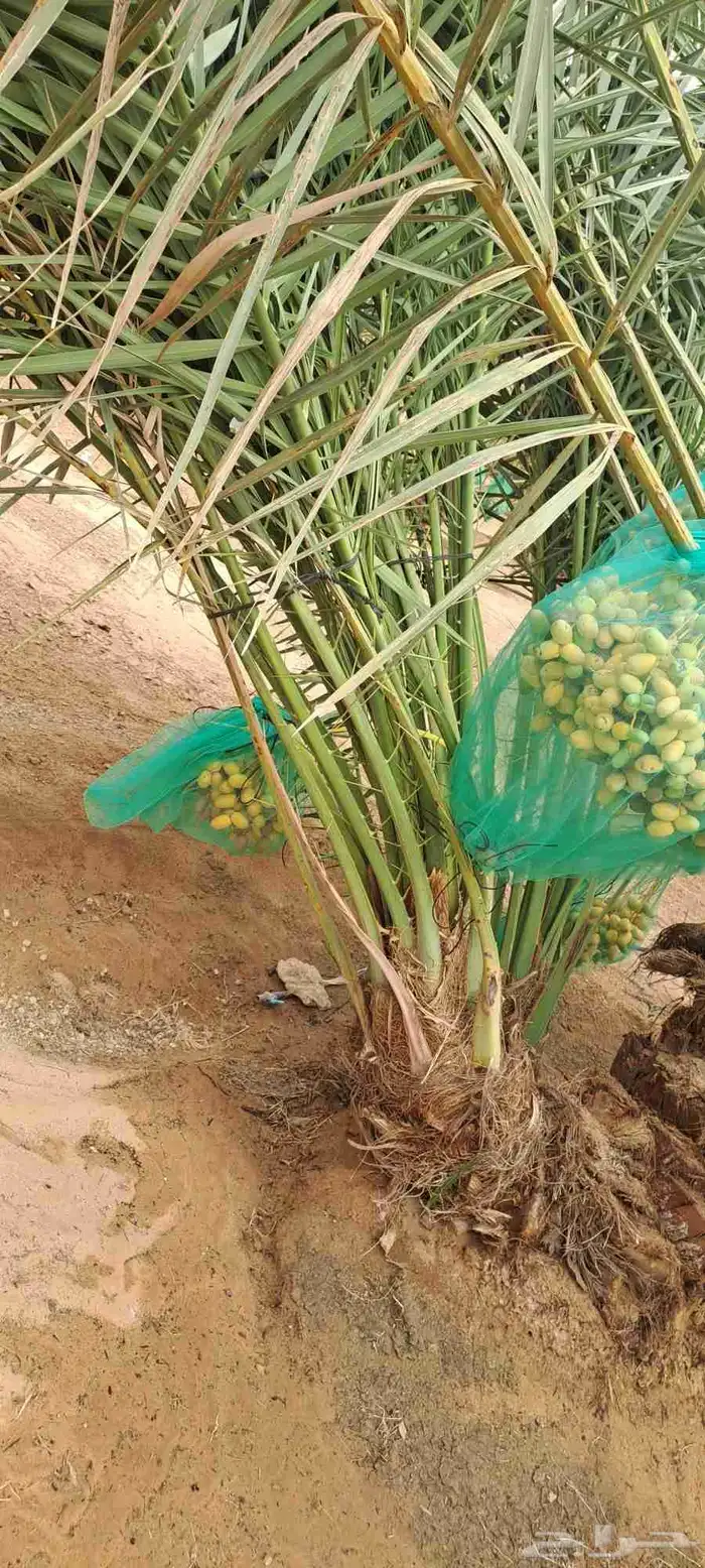 متوفر فراخه مثمرة للبيع جميع الأنواع التوصيل يشمل جميع أنحاء 2