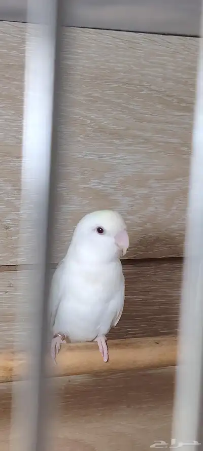 للبيع جوز روز البينيو 5
